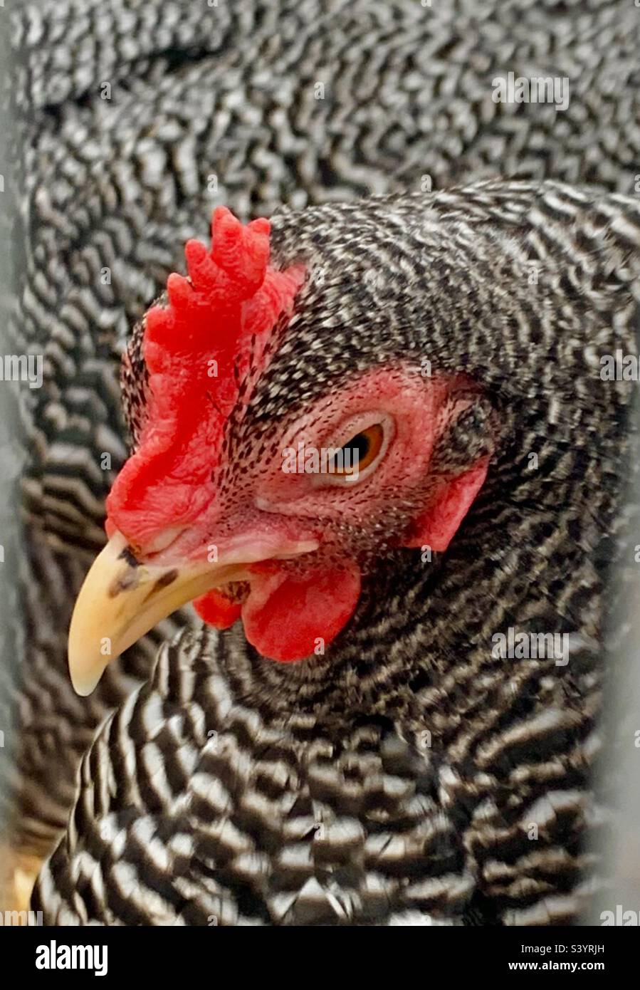 Black and white speckled hen; a beautiful hen with decorative plumage & small red comb sits in the poultry tent hoping to win best in show in the poultry competition at the Devon county show, England Stock Photo