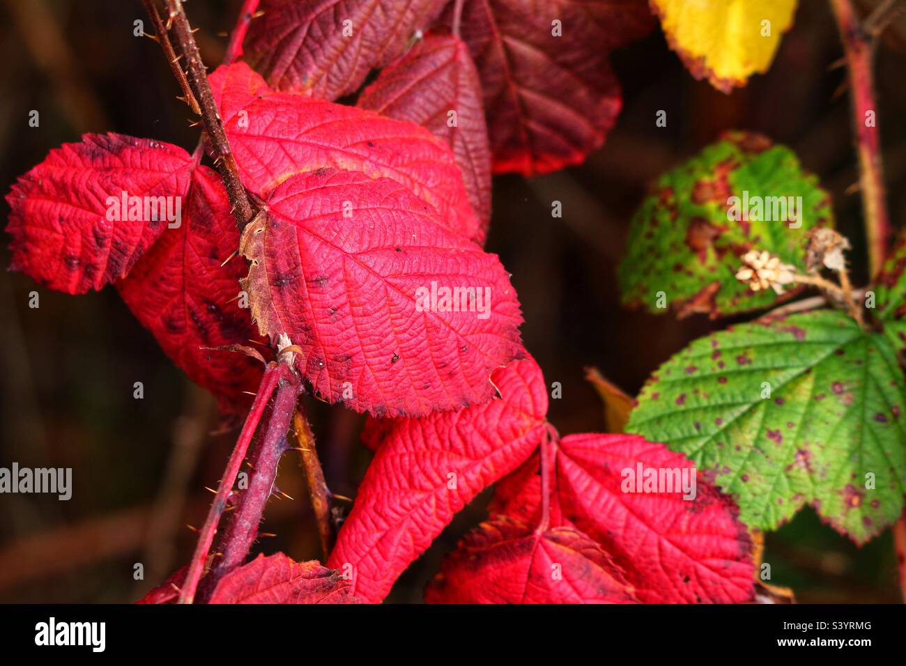 Beautiful red autumnal leaves - Smartphone Captured Stock Image