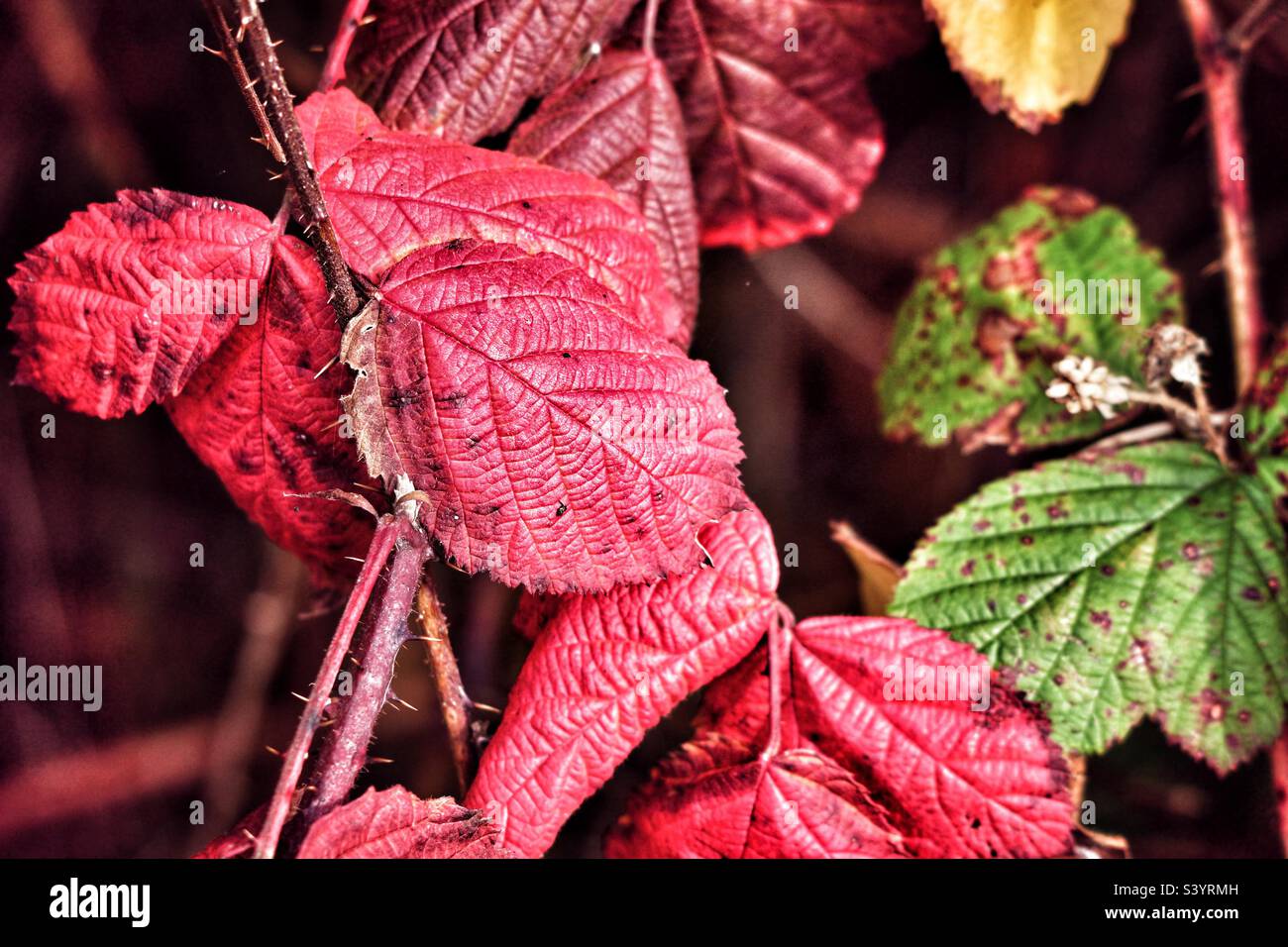 Beautiful red autumnal leaves - Smartphone Captured Stock Image