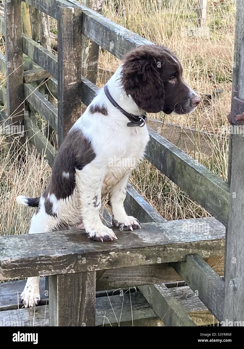 English Springer Spaniel. Learning the stile. - Smartphone Captured Stock Image