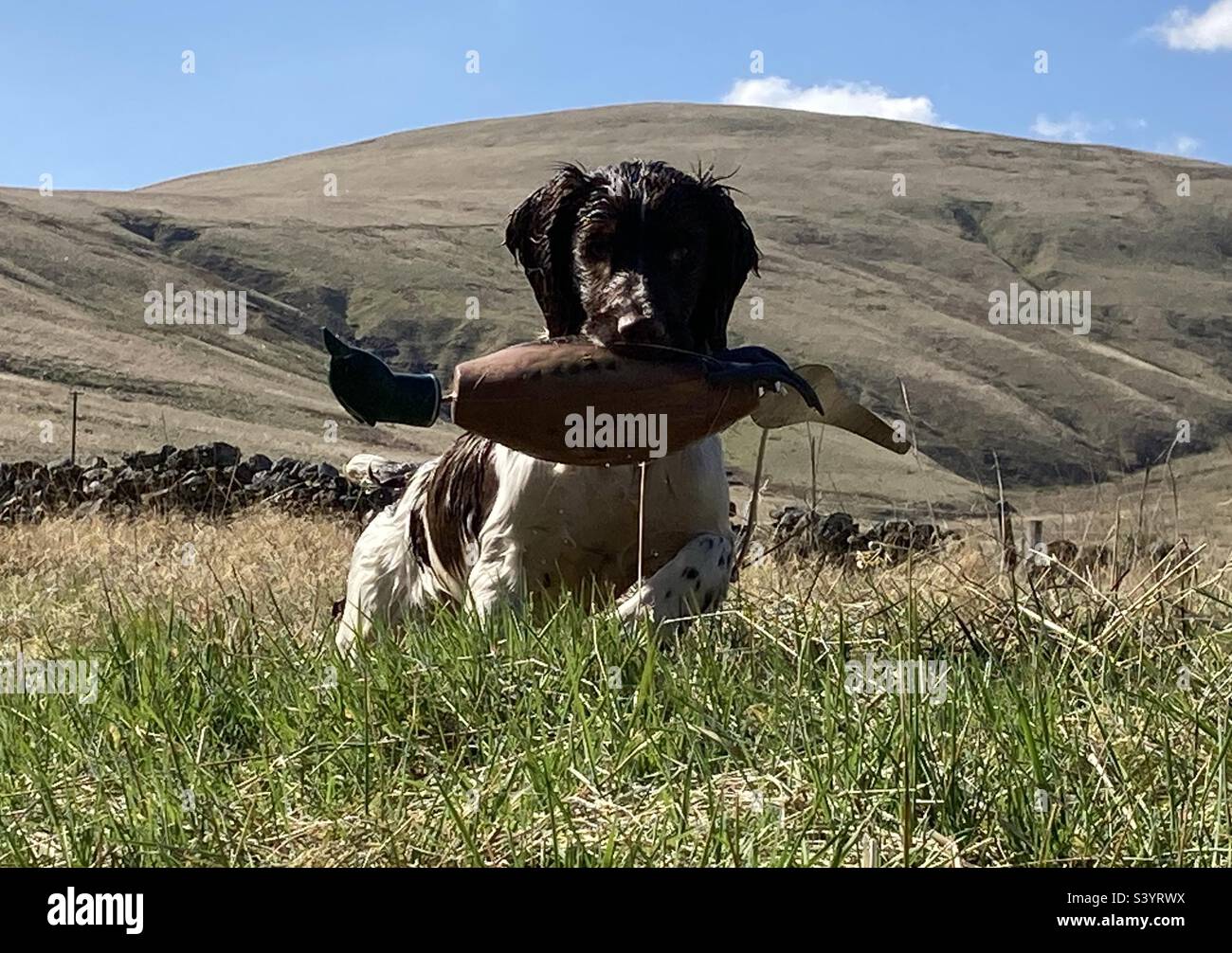 English Springer Spaniel Pup. Gun dog training. - Smartphone Captured Stock Image