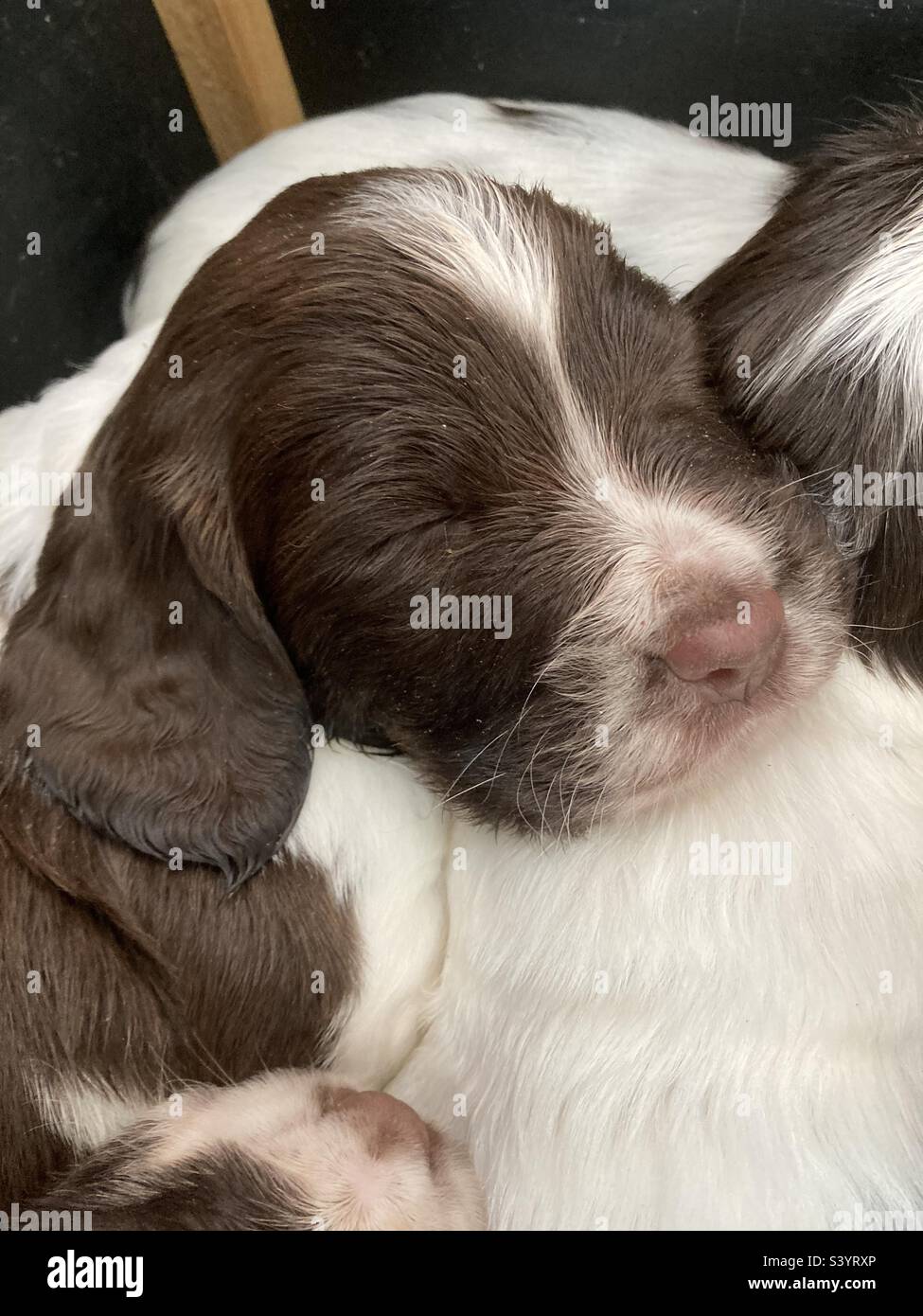 English Springer Spaniel Pup. - Smartphone Captured Stock Image