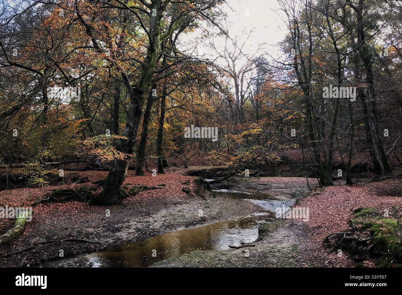 New forest woods hi-res stock photography and images - Alamy