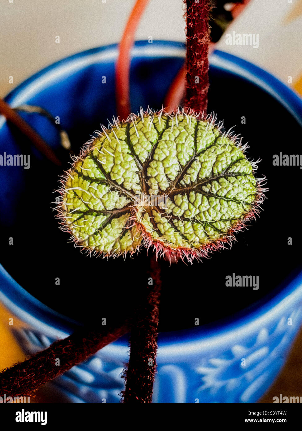 Begonia Rex - small leaf - detail Stock Photo