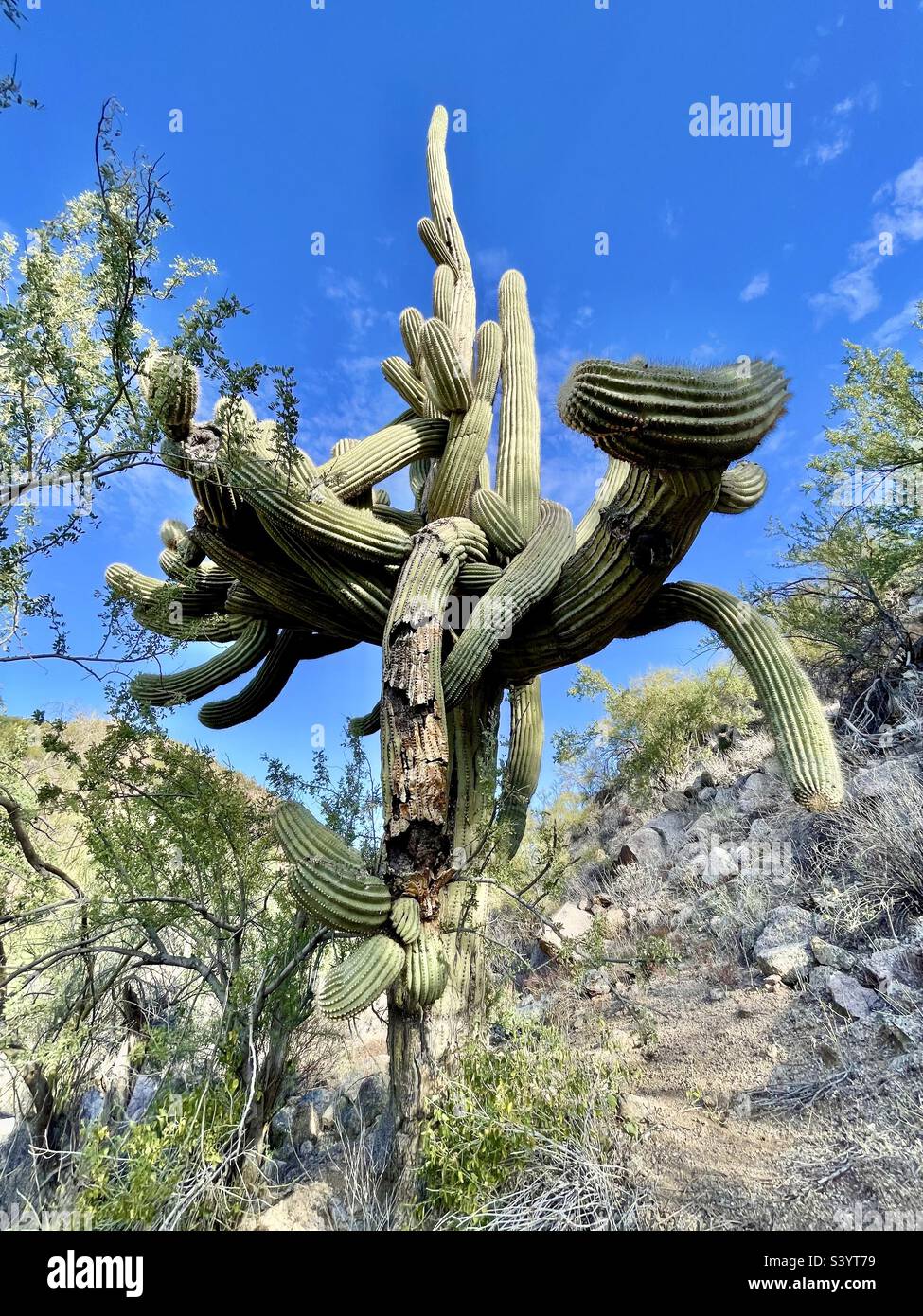 I’m so conflicted! Massive Saguaro with multiple enormous arms intertwined against brilliant blue sky. Stock Photo