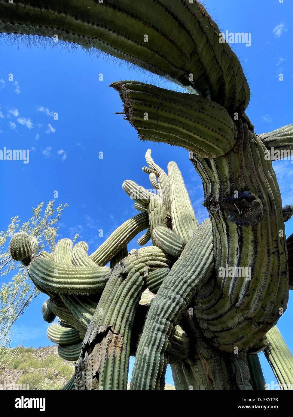 I’m so conflicted! Massive Saguaro with multiple enormous arms intertwined against brilliant blue sky. Perspective shot. Stock Photo