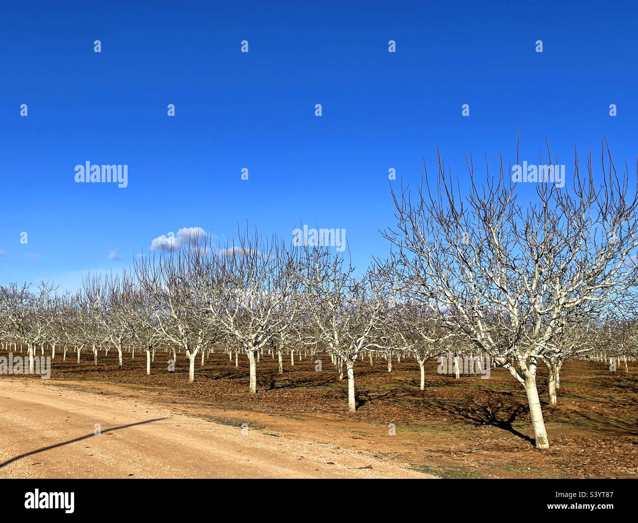 Pistachio trees. La Mancha, Spain. - Smartphone Captured Stock Image
