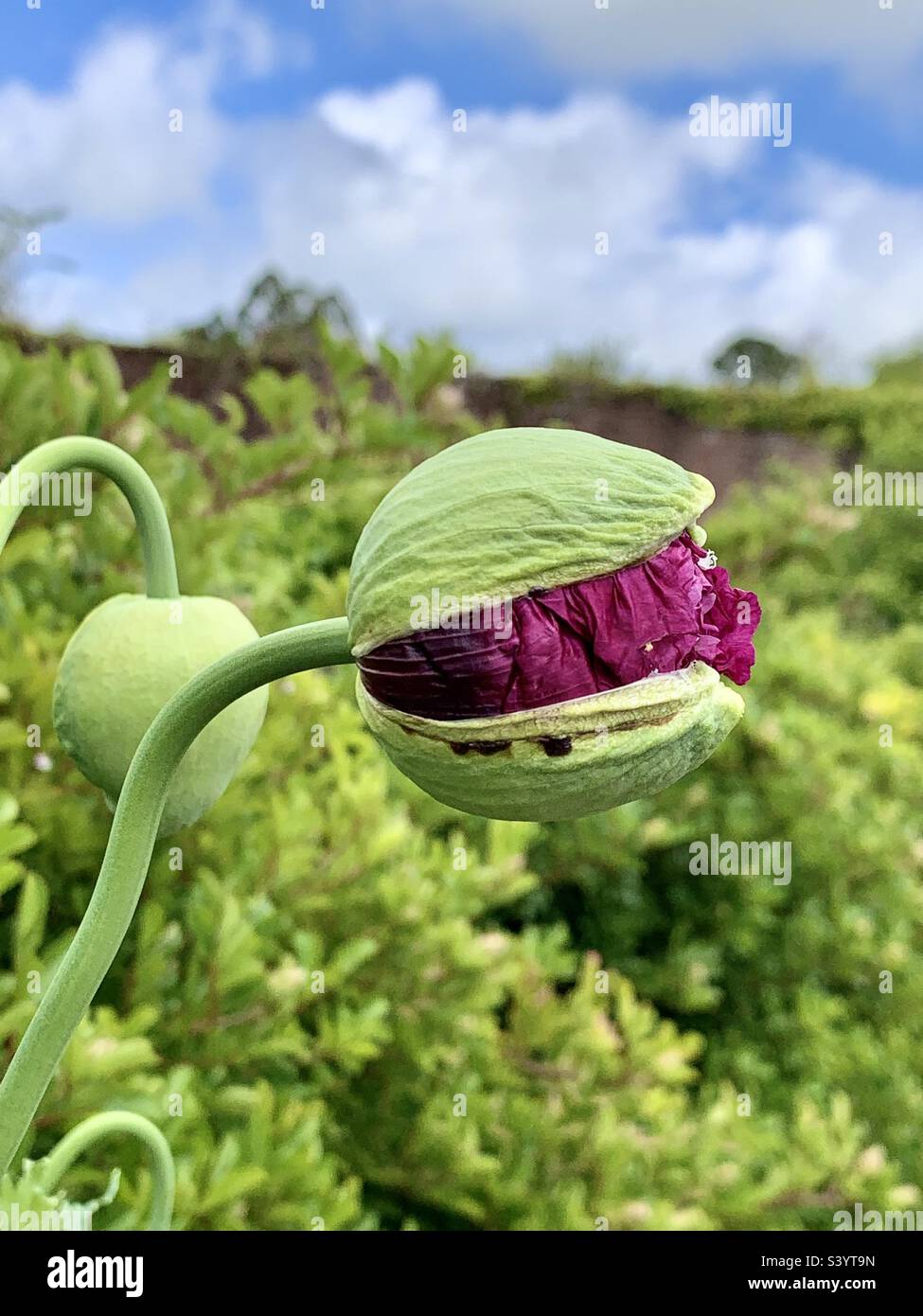 Large poppy head bursting open to reveal delicate purple or plum coloured delicate petals in a garden in Cornwall, England in summer Stock Photo