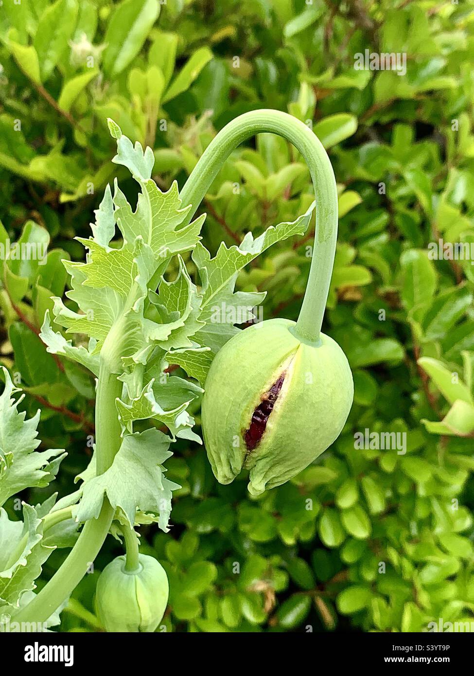 Poppy head about to open in Trelissick gardens, Cornwall, England Stock Photo