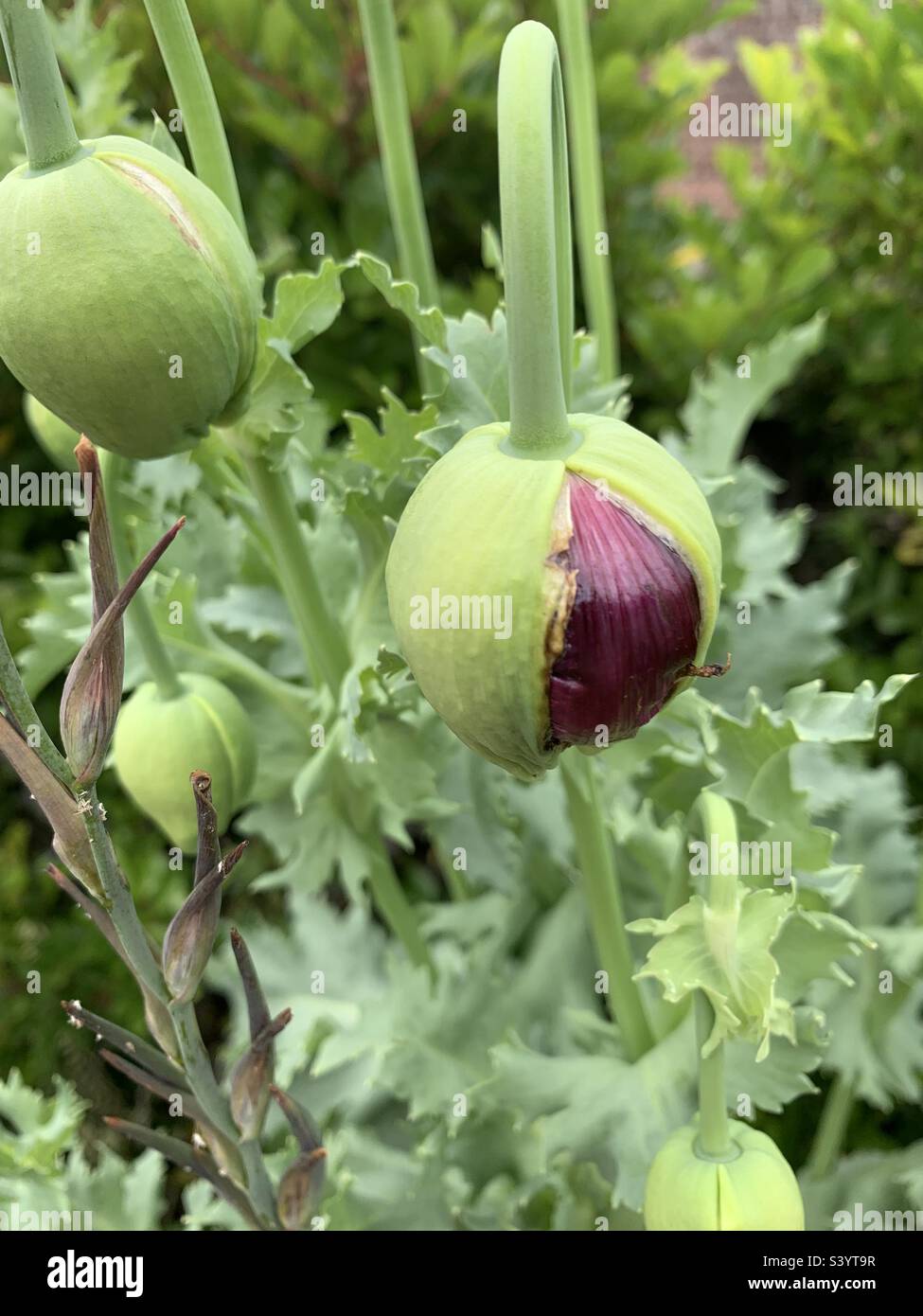 Poppy heads about to burst open in Trelissick garden, Cornwall, England Stock Photo