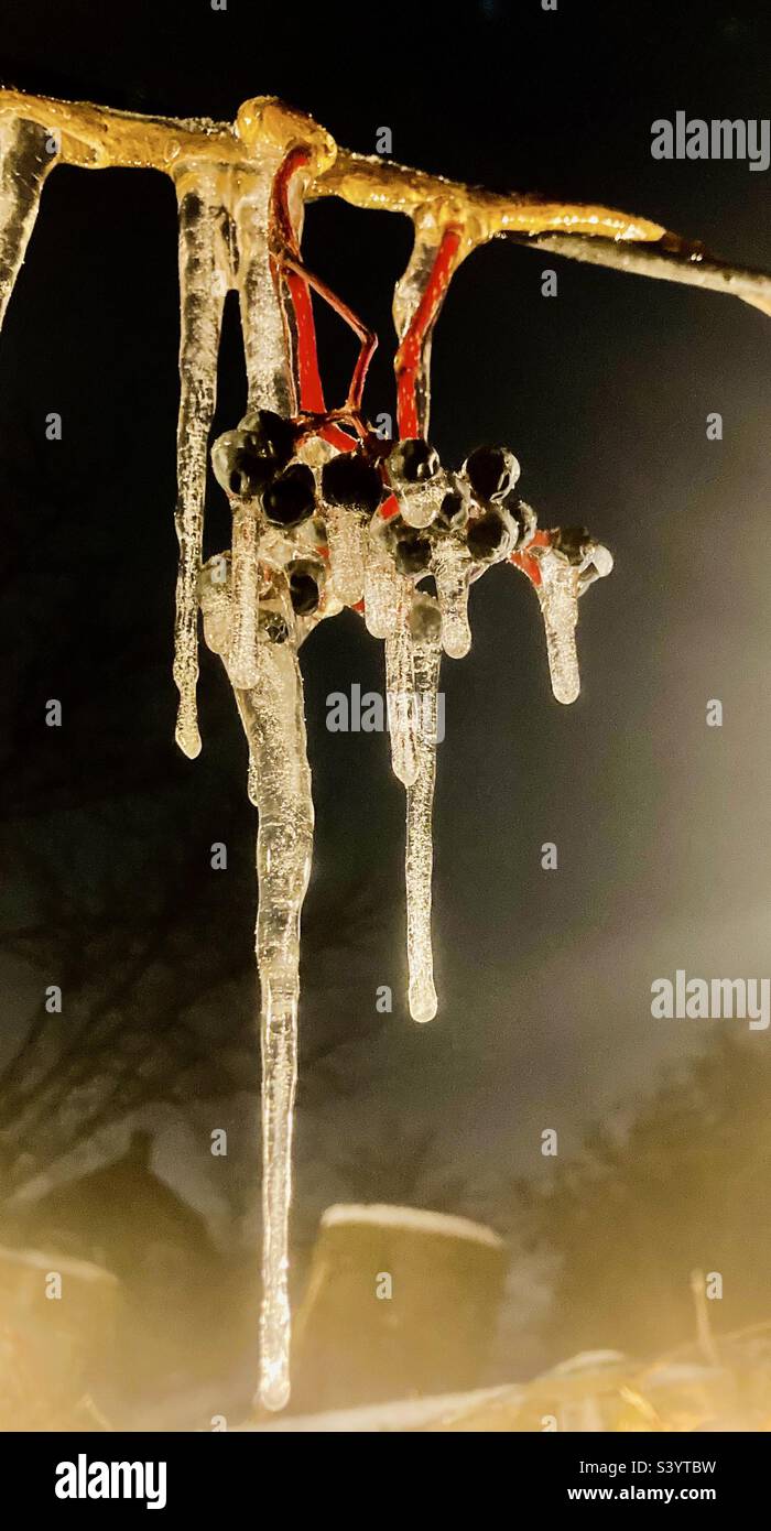 Icicles dripping from Virginia Creeper berries. - Smartphone Captured Stock Image
