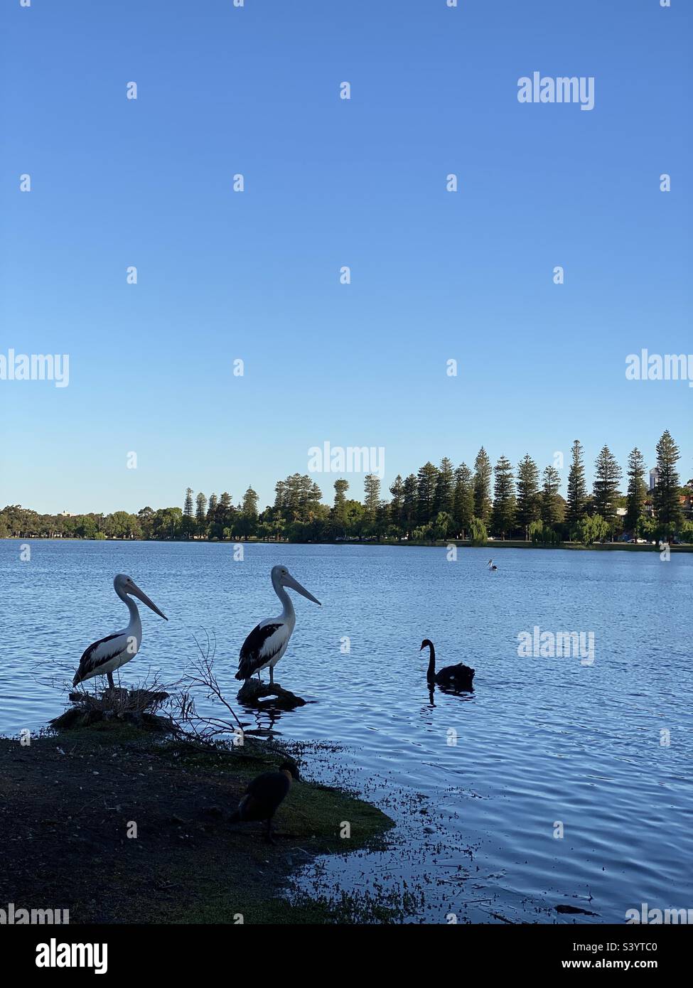 Birds if Perth, Australia Stock Photo Alamy