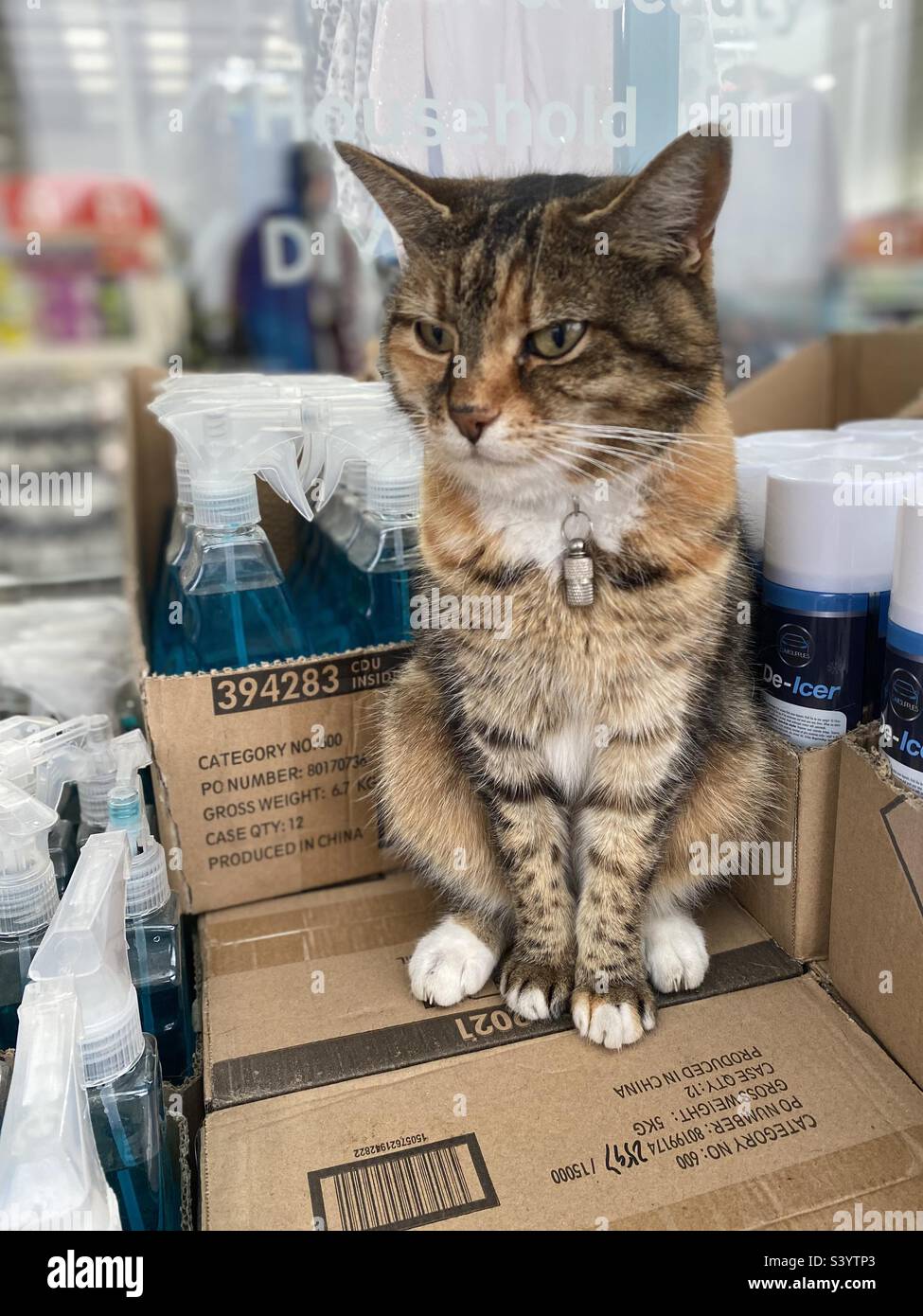 The lovely cat from Milton Keynes Stock Photo Alamy