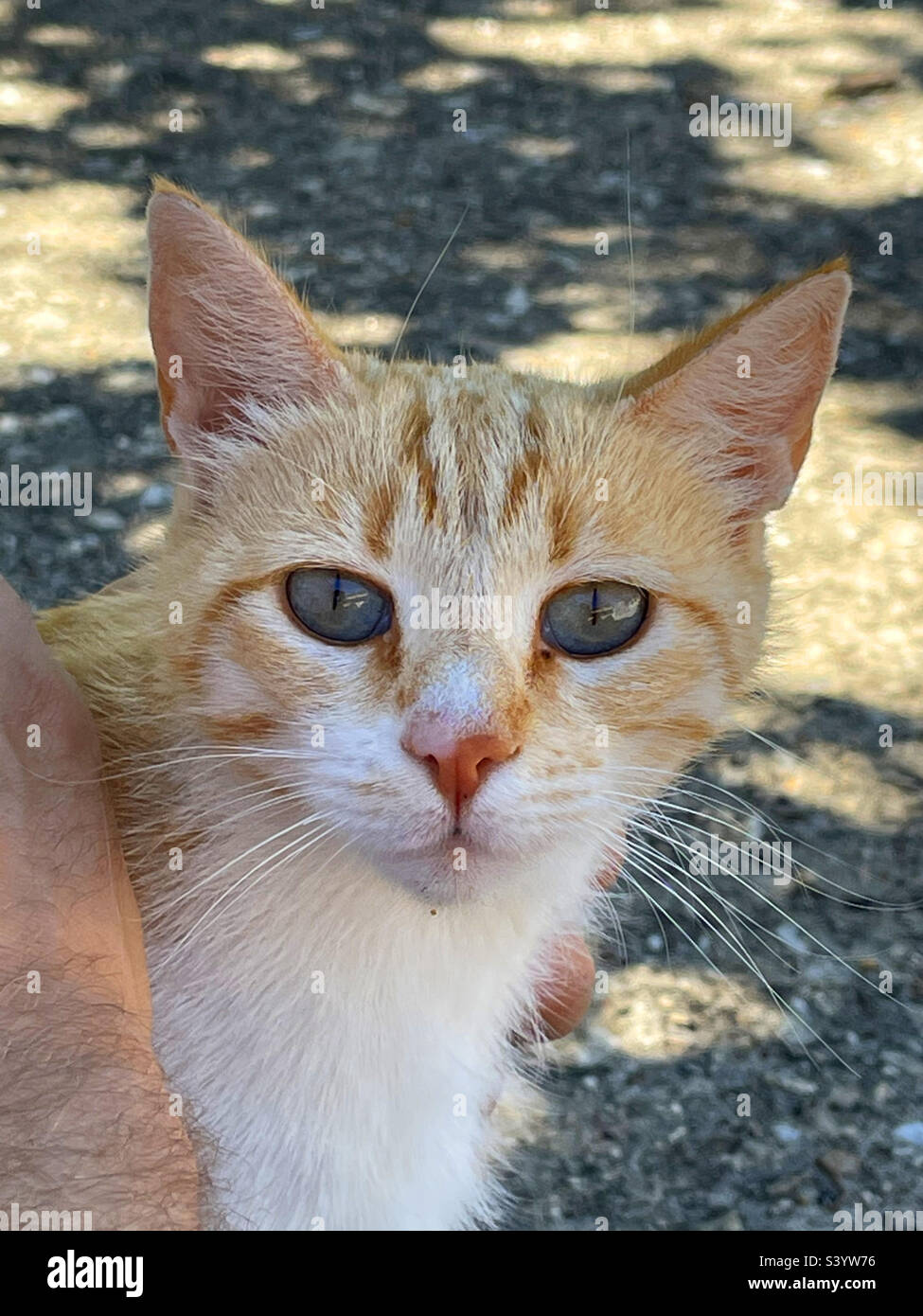 Tabby and white cat looking at the camera. - Smartphone Captured Stock Image