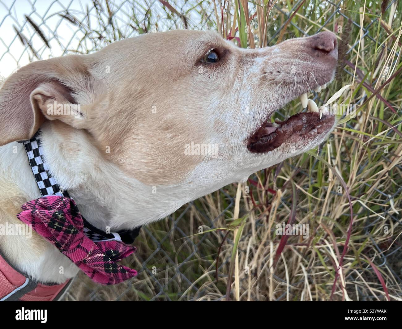 Image showcasing Pink bow dog hi-res stock photography and images - Alamy