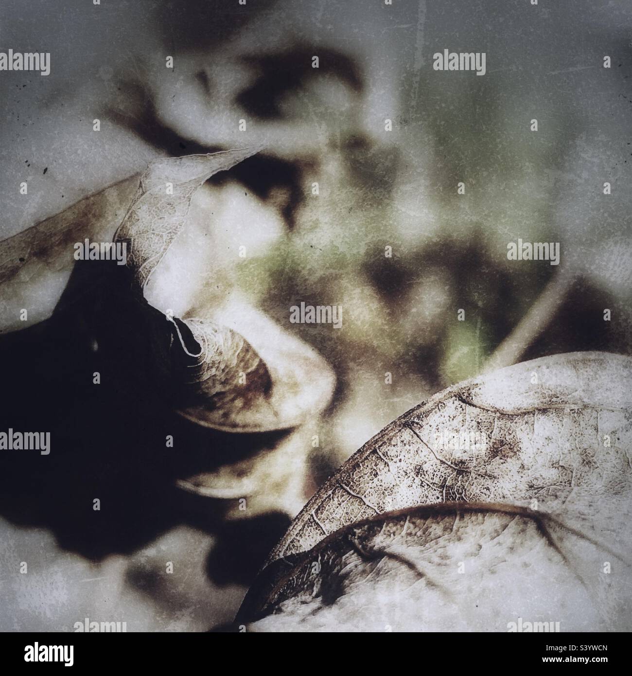 Plants and leaves at end of season as part of botanical life cycle, in a dormant state, crisp, dry and seeding - Smartphone Captured Stock Image