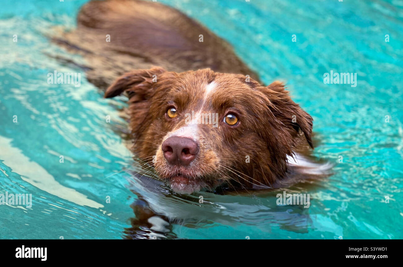 High angle view of a brown and white border collie swimming in a pool ...