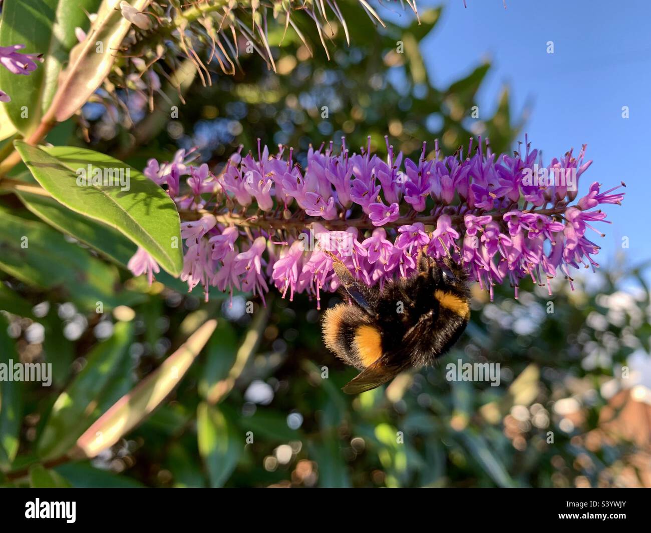 Winter Bumble bee in sunlight on purple flower - Smartphone Captured Stock Image