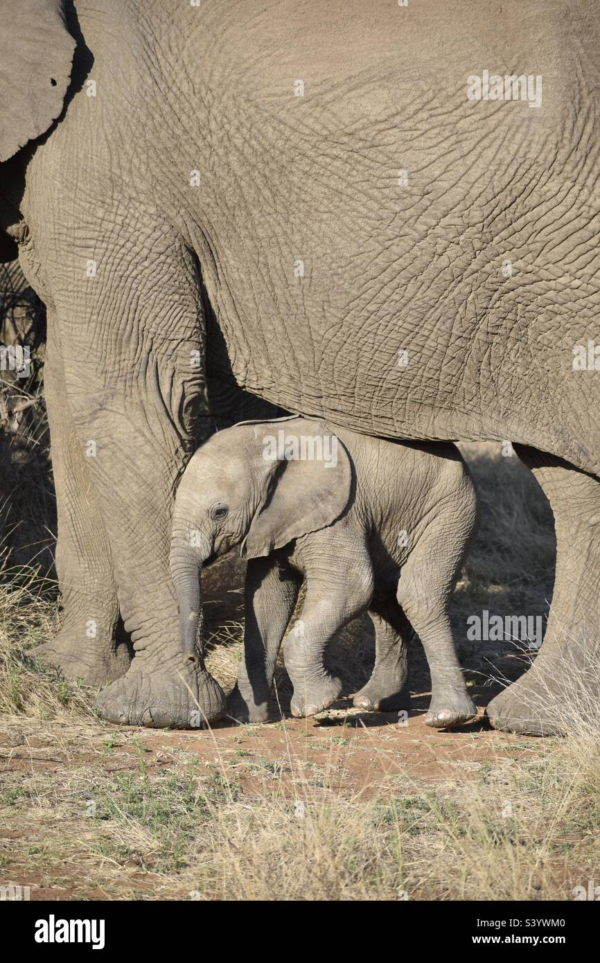 Baby elephant Stock Photo