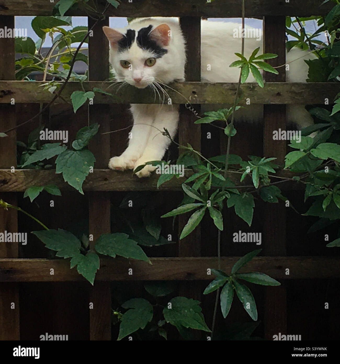 Funny cat on a fence peering through trellis. A mobile phone photo with some phone or tablet post processing. - Smartphone Captured Stock Image