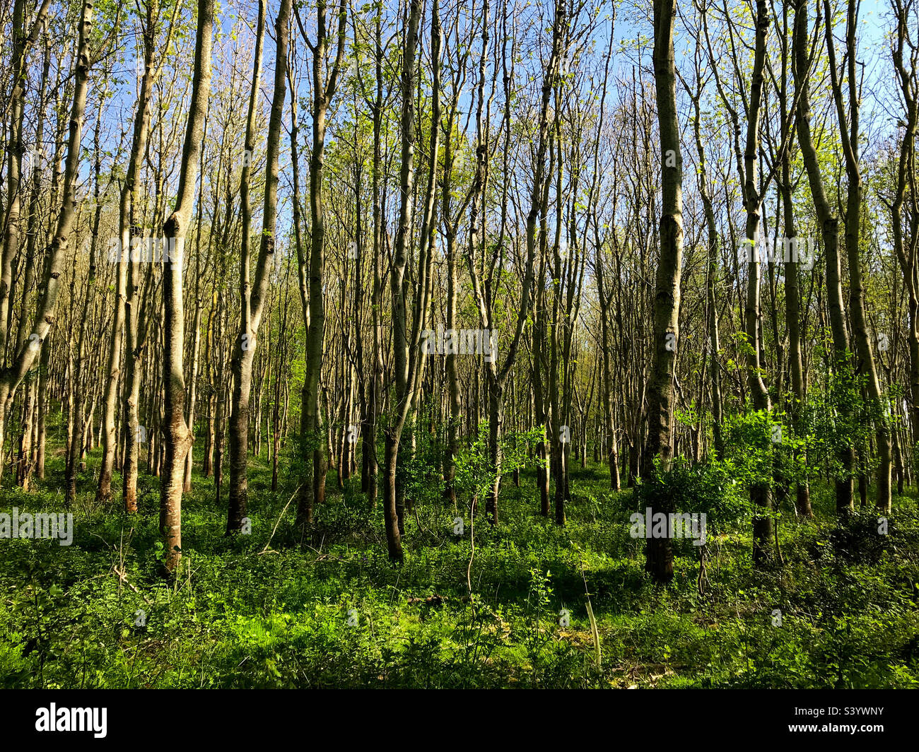 Woodland spring sunshine. A mobile phone photo with some phone or tablet post processing. - Smartphone Captured Stock Image