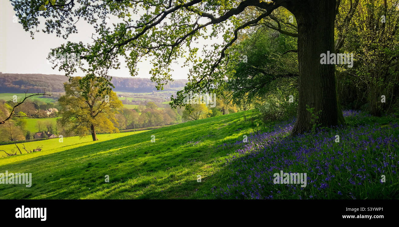 An idyllic spring Gloucestershire hillside landscape with bluebells Stock Photo