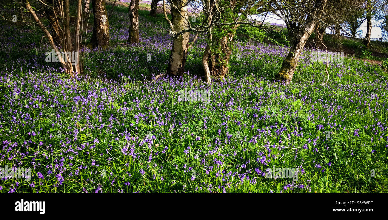 Hillside bluebells, spring sunshine in Gloucestershire Stock Photo
