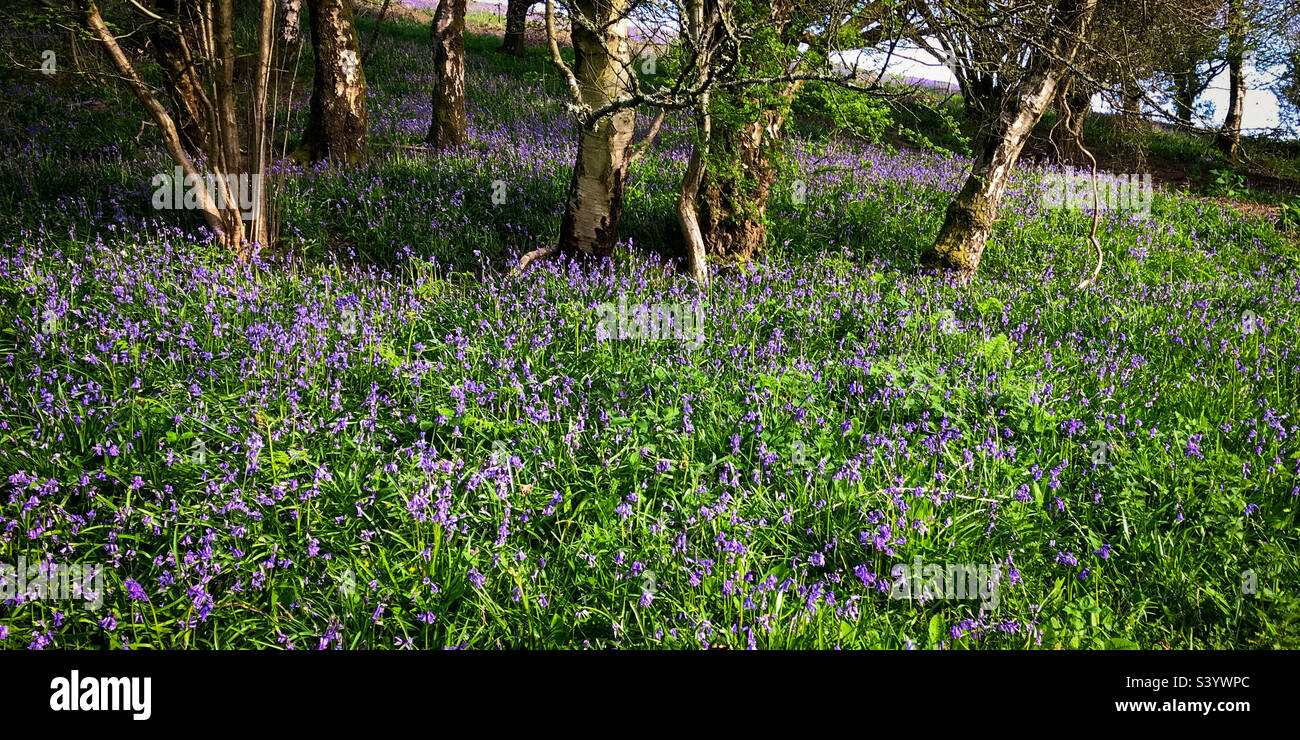 Hillside bluebells, spring sunshine in Gloucestershire. A mobile phone photo with some phone or tablet post processing. - Smartphone Captured Stock Image