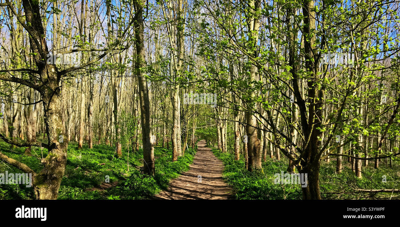 A footpath through open sunlit spring woodland. A mobile phone photo with some phone or tablet post processing. - Smartphone Captured Stock Image