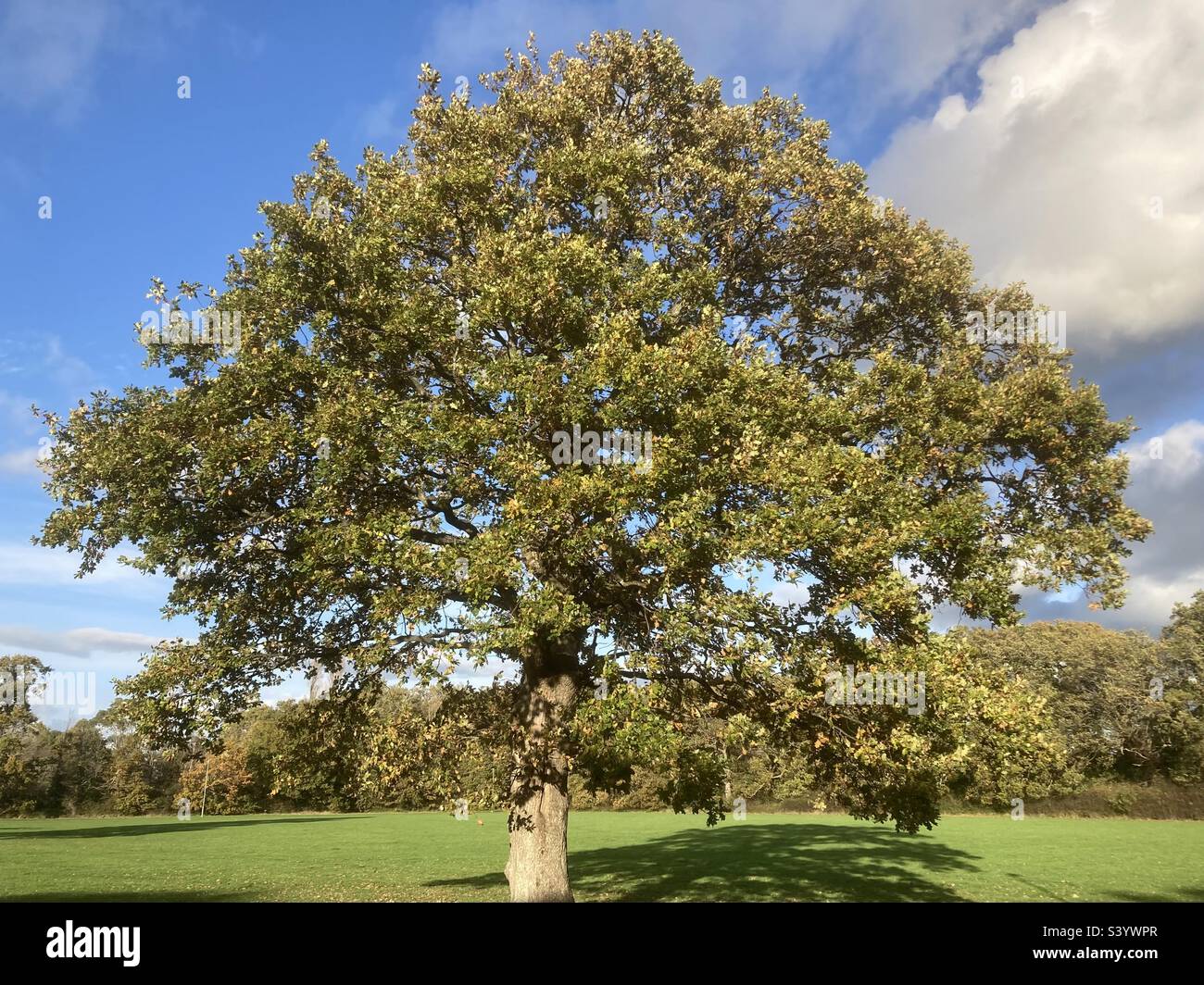 Oak tree and blue sky hi-res stock photography and images - Alamy
