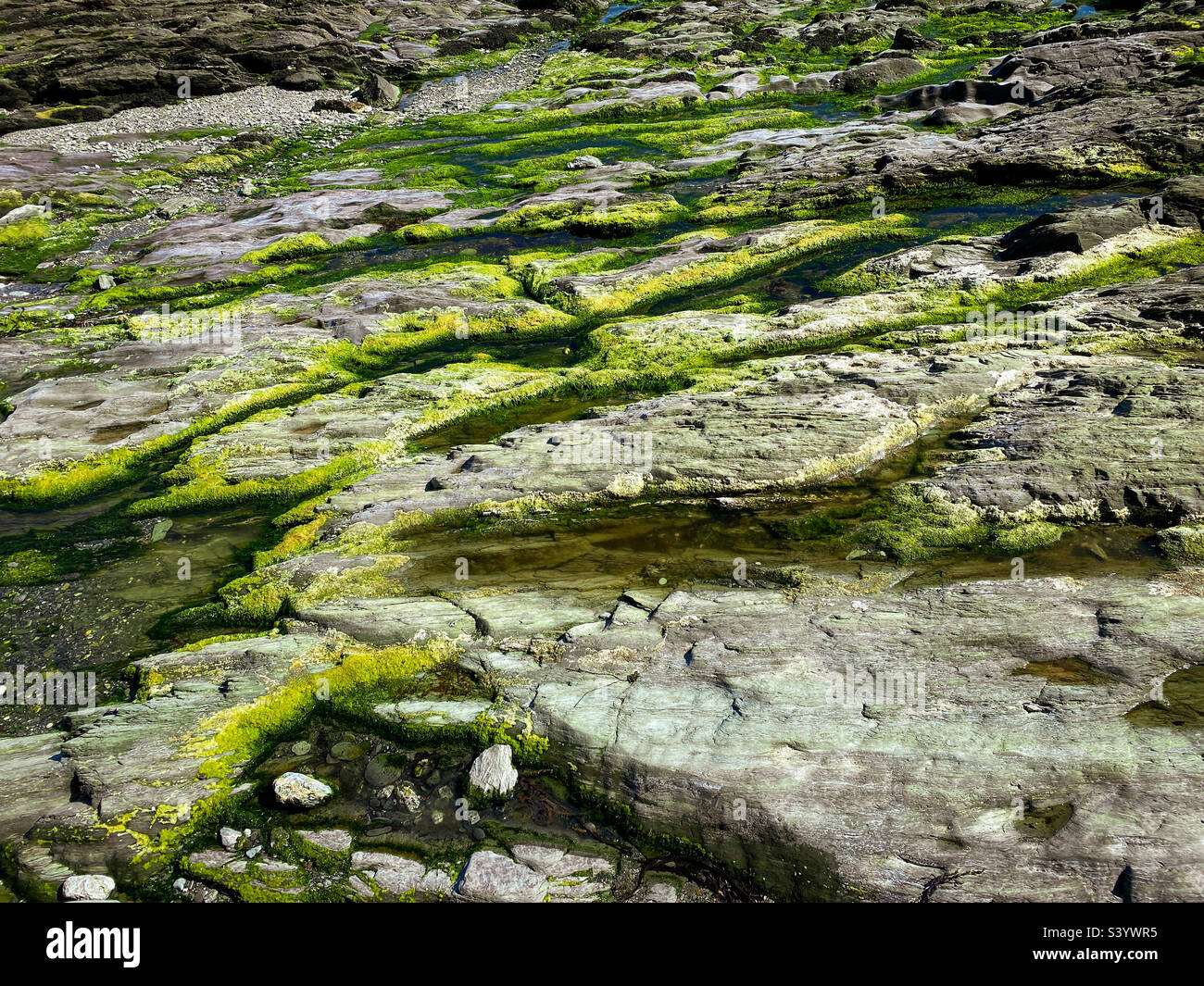 Rocks and seaweed full frame background texture. A mobile phone photo with some phone or tablet post processing. - Smartphone Captured Stock Image