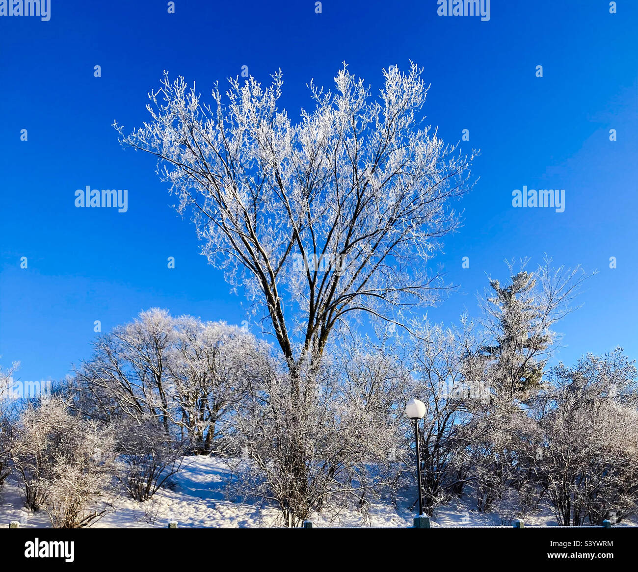 Frost covered tree almost glowing in the sun. - Smartphone Captured Stock Image
