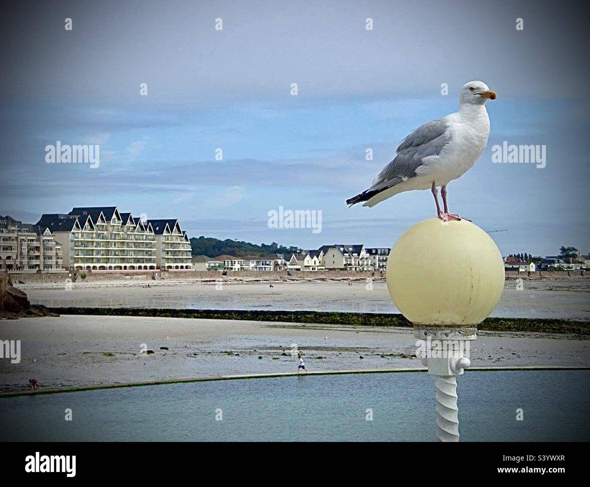 A seagull perched on a round light at the seaside. View of the beach and hotels in the background Stock Photo