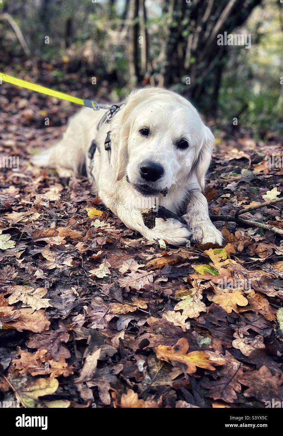 Autumn dog walk in the woods / forest - A Golden Retriever lies amongst fallen autumnal leaves. - Smartphone Captured Stock Image