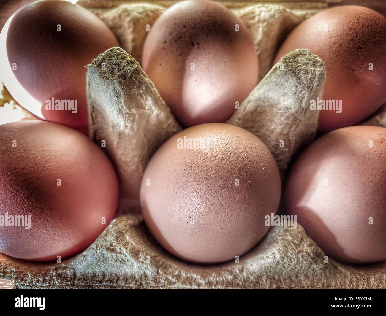Free range organic eggs in egg box Stock Photo