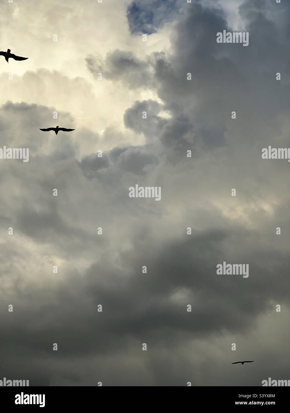 Flying seagulls on a cloudy day - Smartphone Captured Stock Image