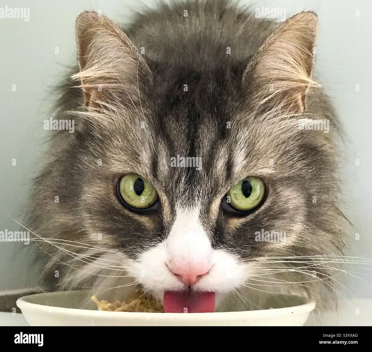 Beautiful Siberian cat licking a food dish Stock Photo Alamy
