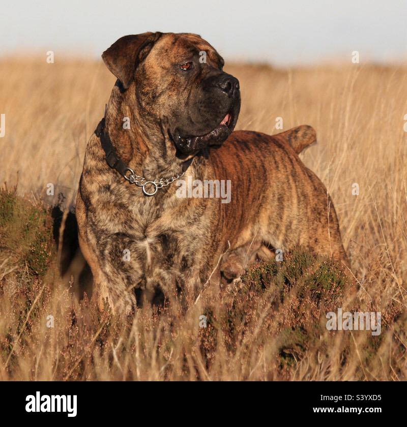 South African Boerboel. African Mastiff. (Farmer’s Mastiff - South Africa) Stock Photo