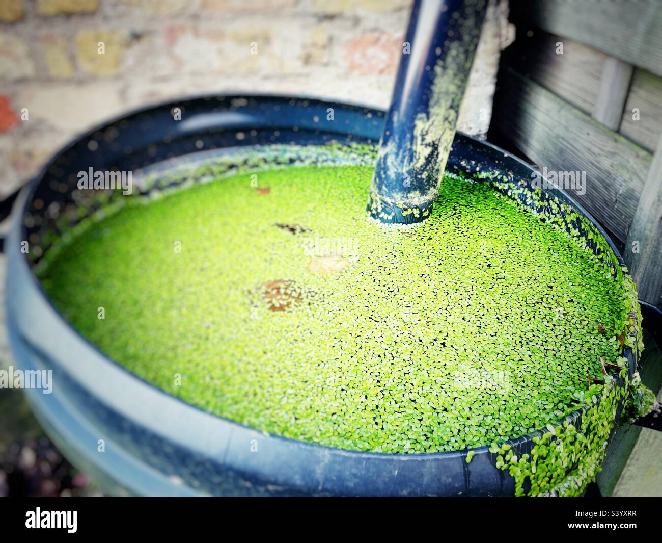 Water-but full of agile - Smartphone Captured Stock Image