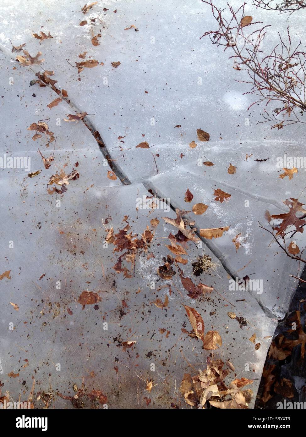 Crack in large slab of ice with dried leaves on top during a New England winter - Smartphone Captured Stock Image