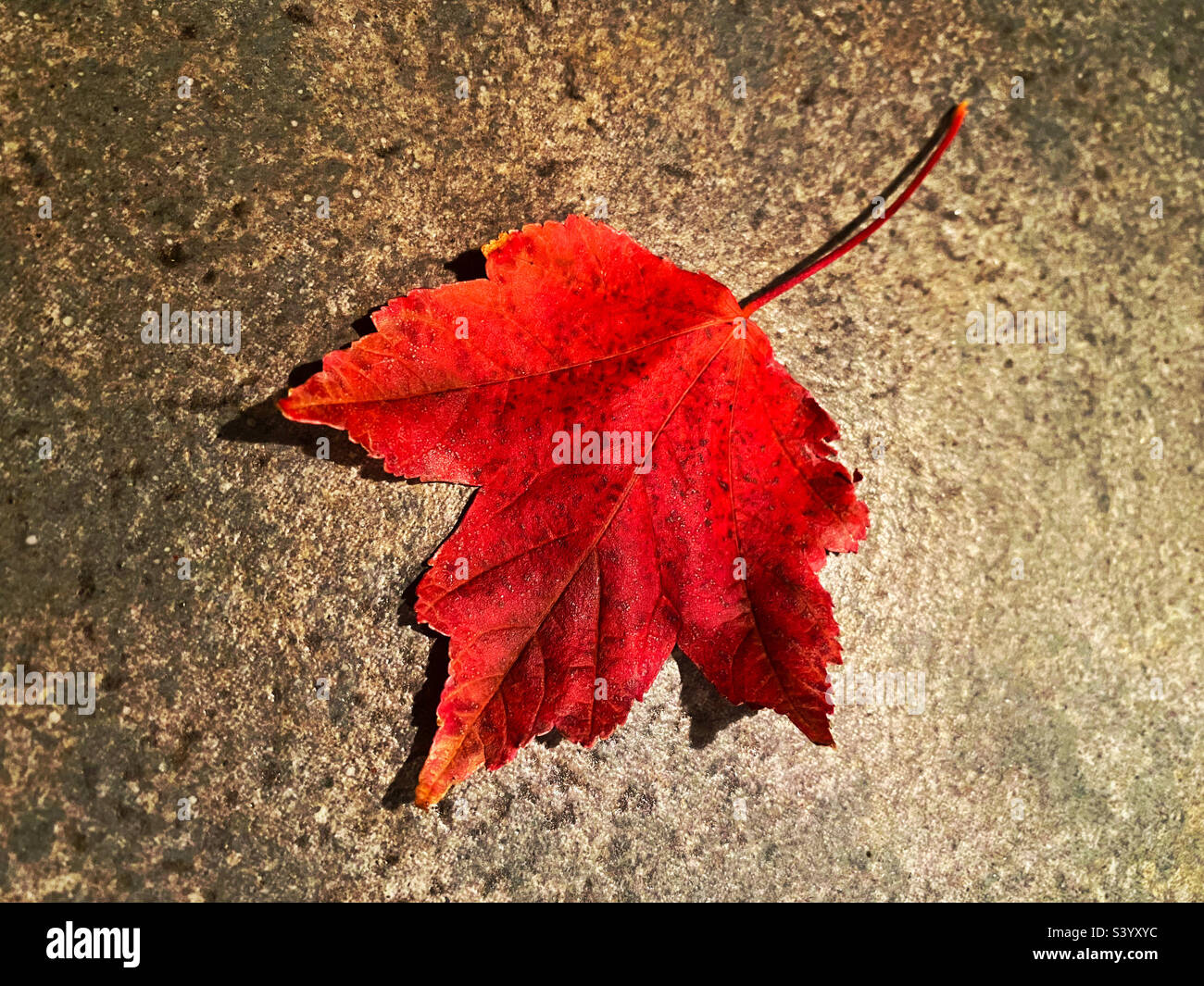 Colorful fall maple leaf - Smartphone Captured Stock Image