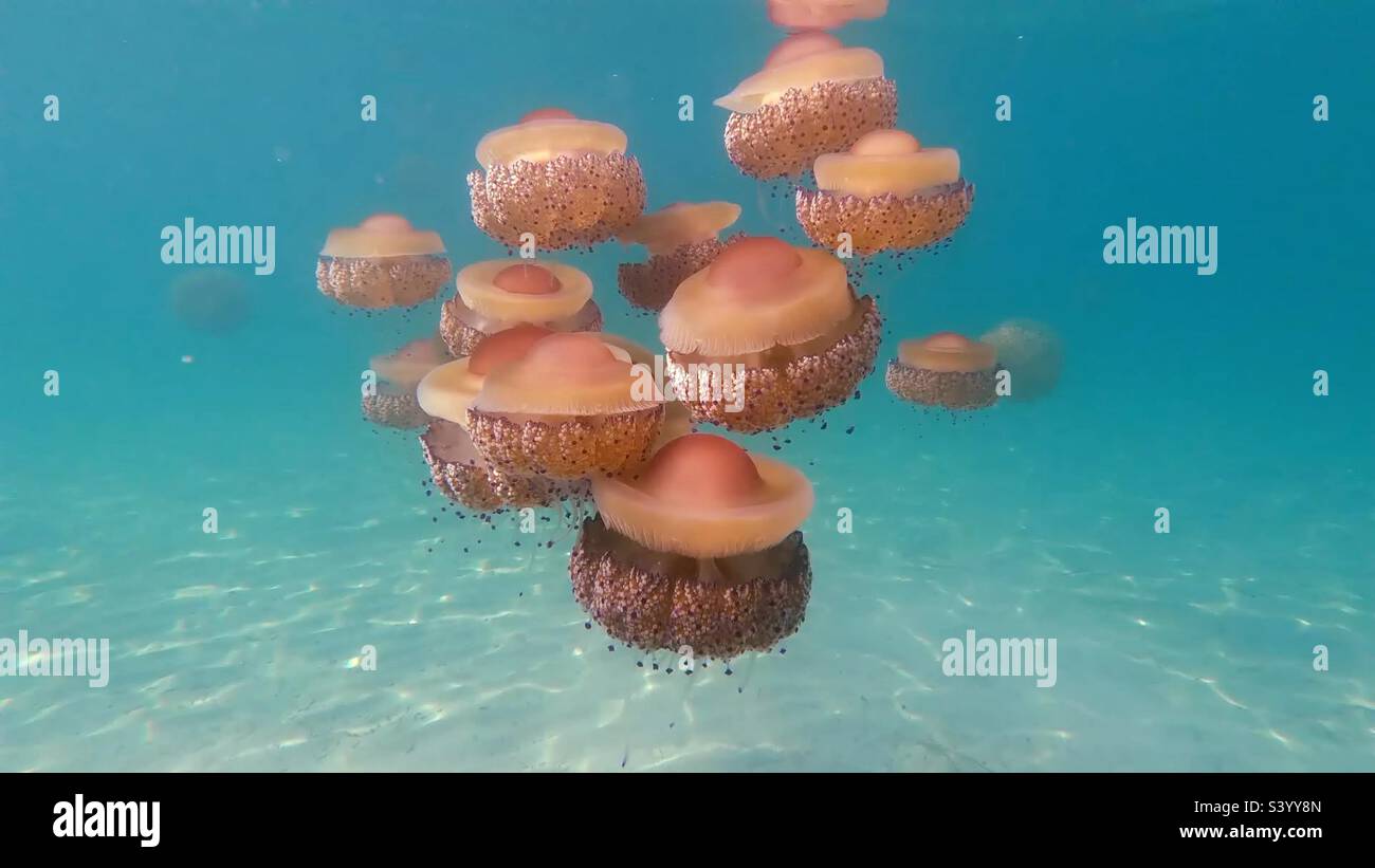 Flock of jellyfish swim in the crystal clear Aegean sea in Greece Stock