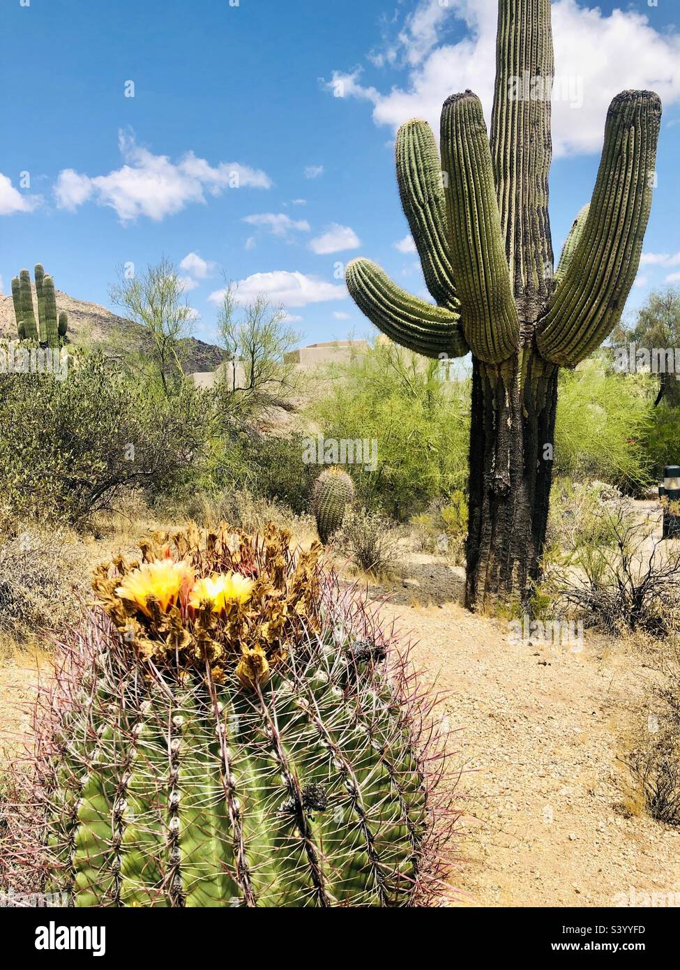 Cactus desert scenery in Phoenix Arizona with a large saguaro cactus Stock Photo