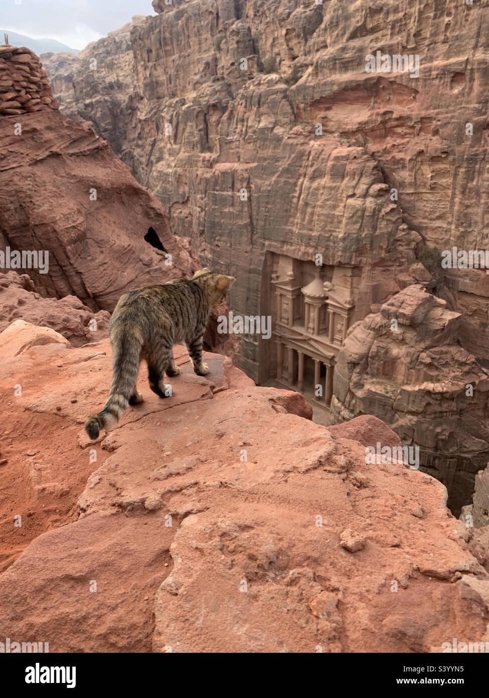 Cat looking at the treasury Petra Jordan - Smartphone Captured Stock Image