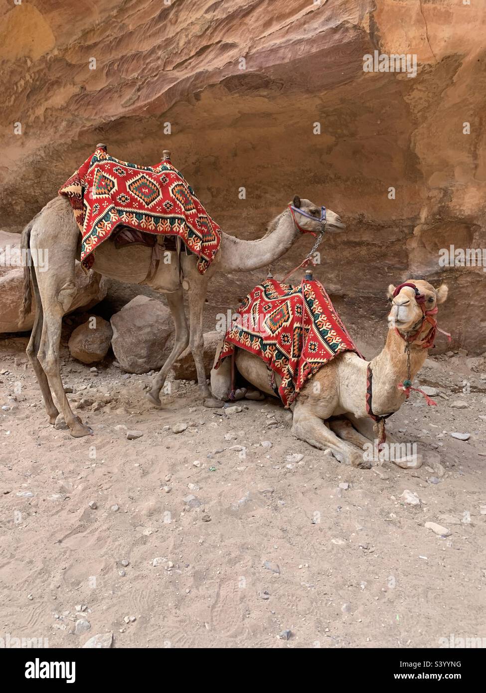 Two camels with red coats in Petra Jordan - Smartphone Captured Stock Image