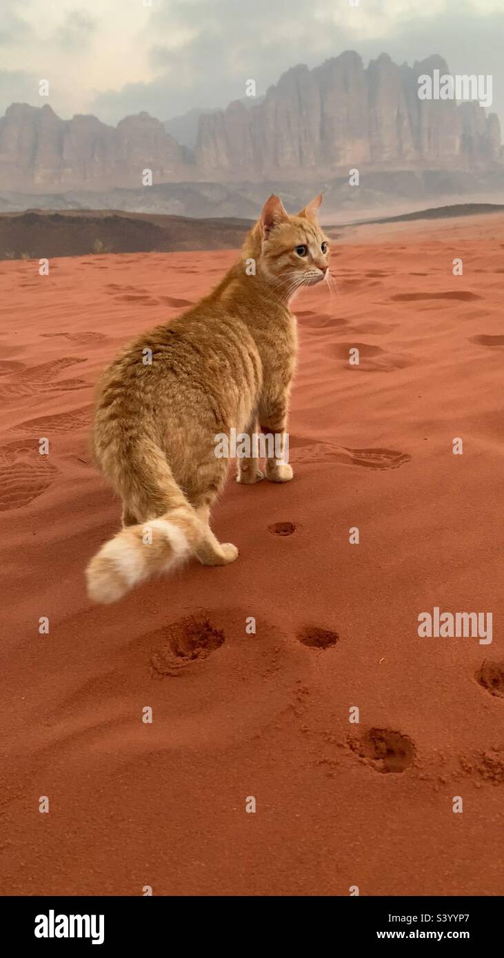 Ginger cat in the desert wadi rum Stock Photo Alamy