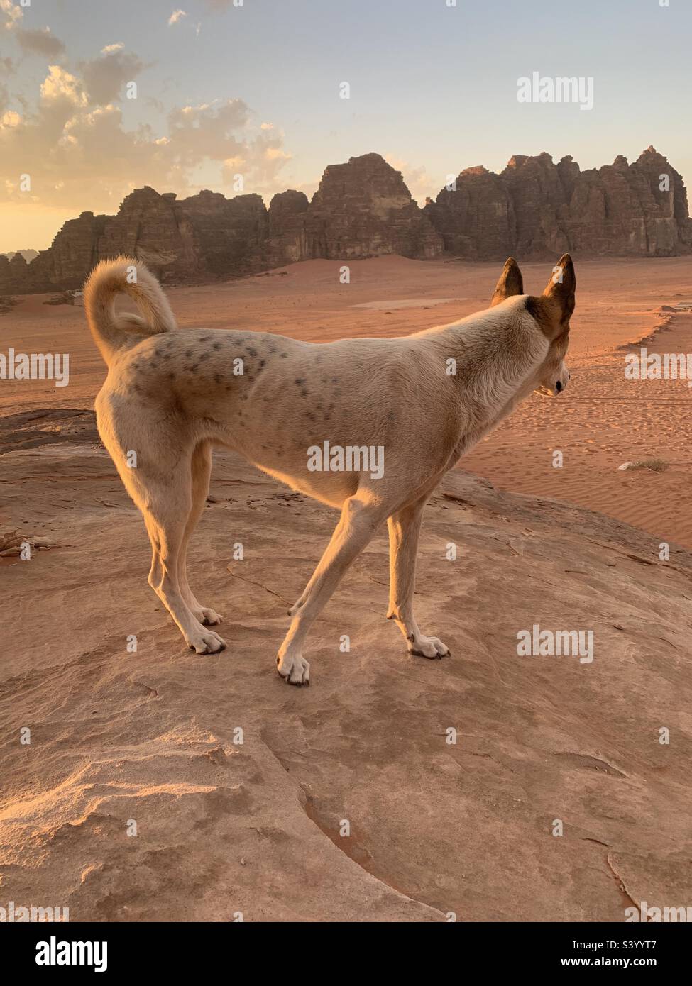 Desert dog wadi rum Jordan Stock Photo