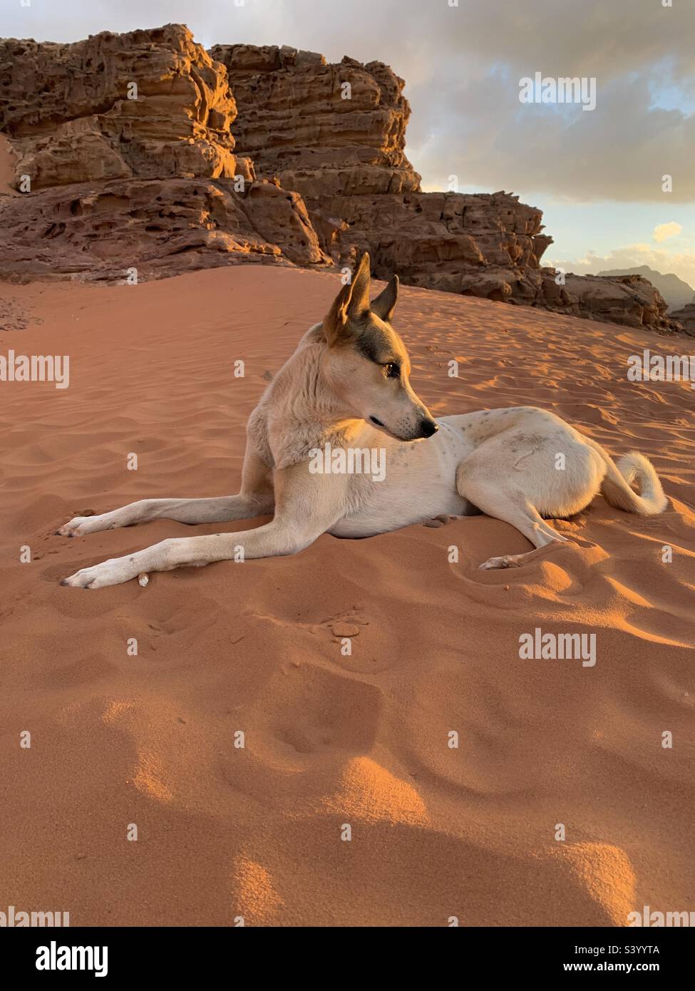 Desert dog posing in the sunset wadi rum Jordan - Smartphone Captured Stock Image