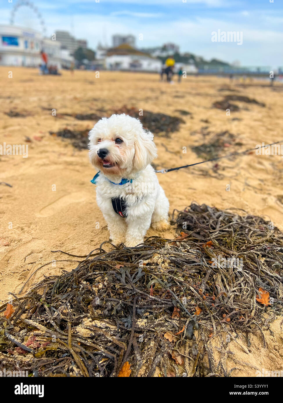 A small, white cavapoo dog sat on the beach at Bournemouth in Dorset, UK - Smartphone Captured Stock Image
