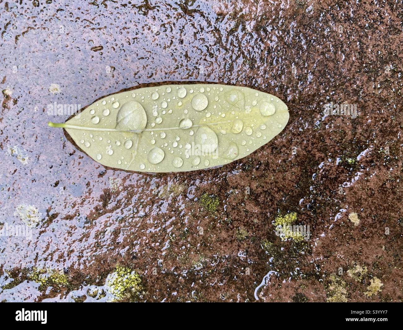 There are water drops on a green leaf lying on wet stone surface - Smartphone Captured Stock Image